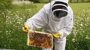 photo-apiculture